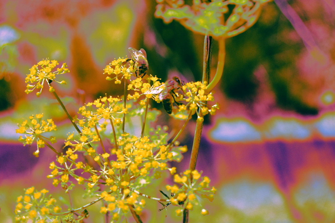 Vivid Edit 4